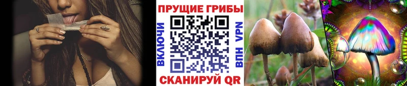 Псилоцибиновые грибы прущие грибы  Купить где  Тайга 